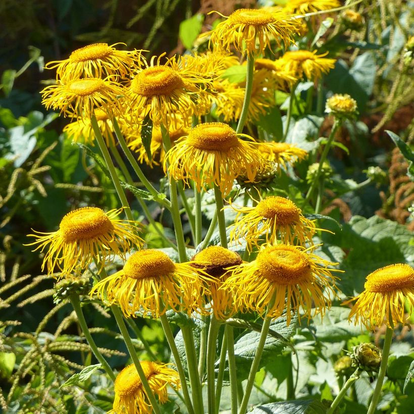 Telekia speciosa (Floraison)