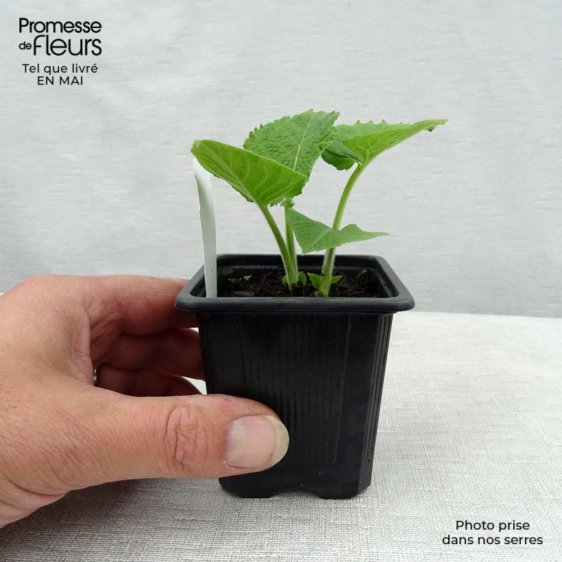 Spécimen de Telekia speciosa Godet de 8 cm tel que livré au printemps