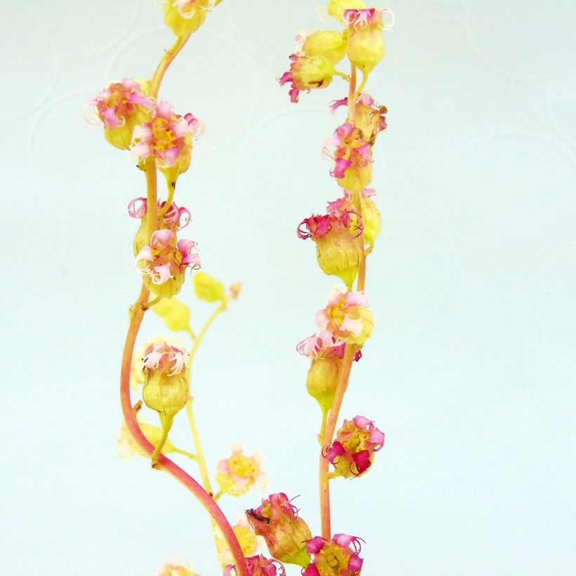 Tellima grandiflora Rubra - Tellime à grande fleur (Floraison)