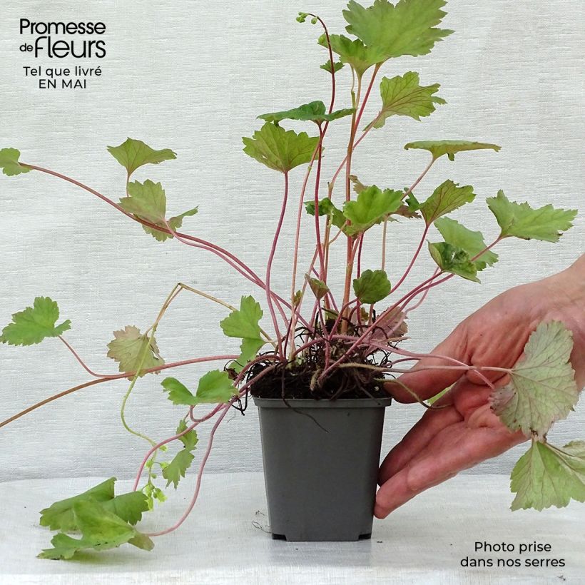 Spécimen de Tellima grandiflora Rubra - Tellime à grande fleur Godet de 9cm tel que livré au printemps