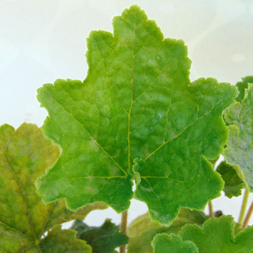 Tellima grandiflora - Tellime à grande fleur (Feuillage)