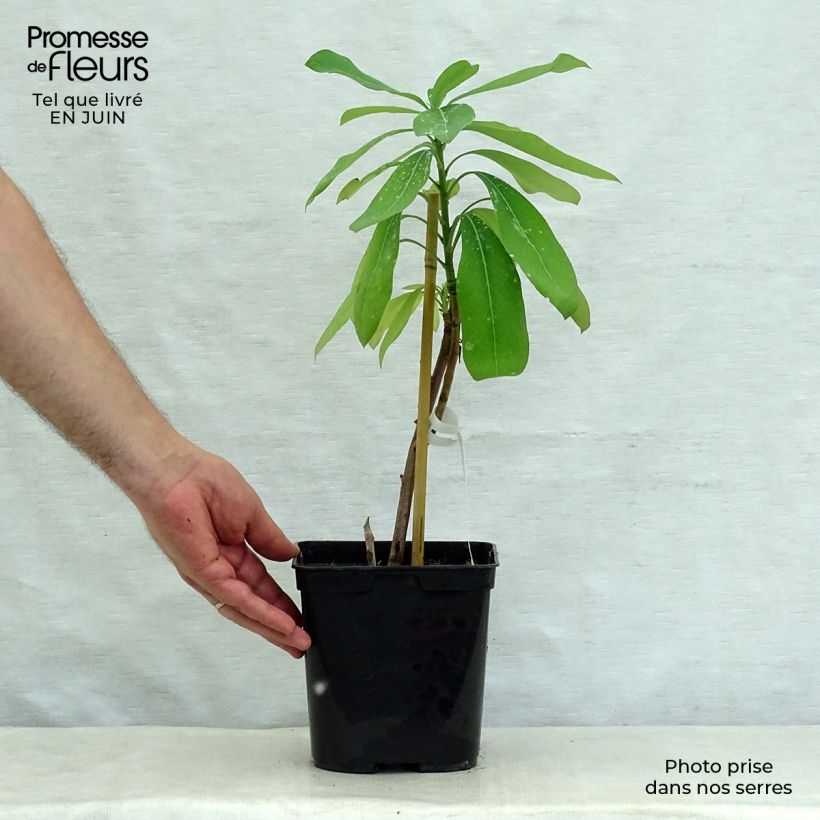 Spécimen de Telopea Emperor's Torch Pot de 2L/3L tel que livré en été