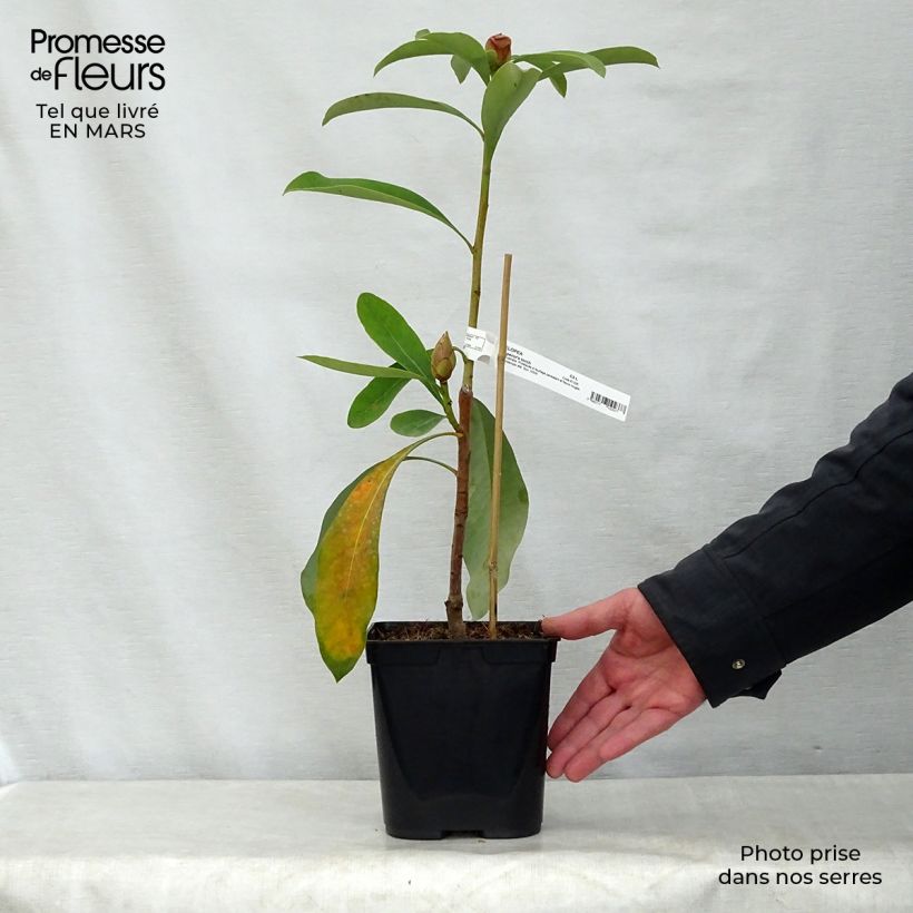 Spécimen de Telopea Emperor's Torch Pot de 2L/3L tel que livré au printemps