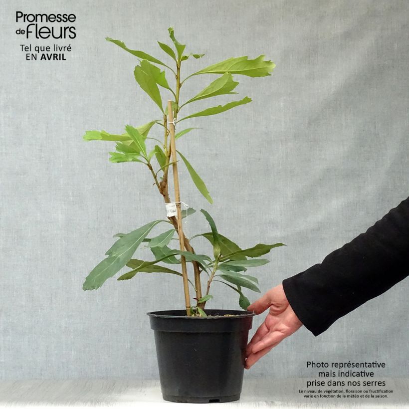 Spécimen de Telopea Shady Lady Yellow Pot de 4L tel que livré au printemps