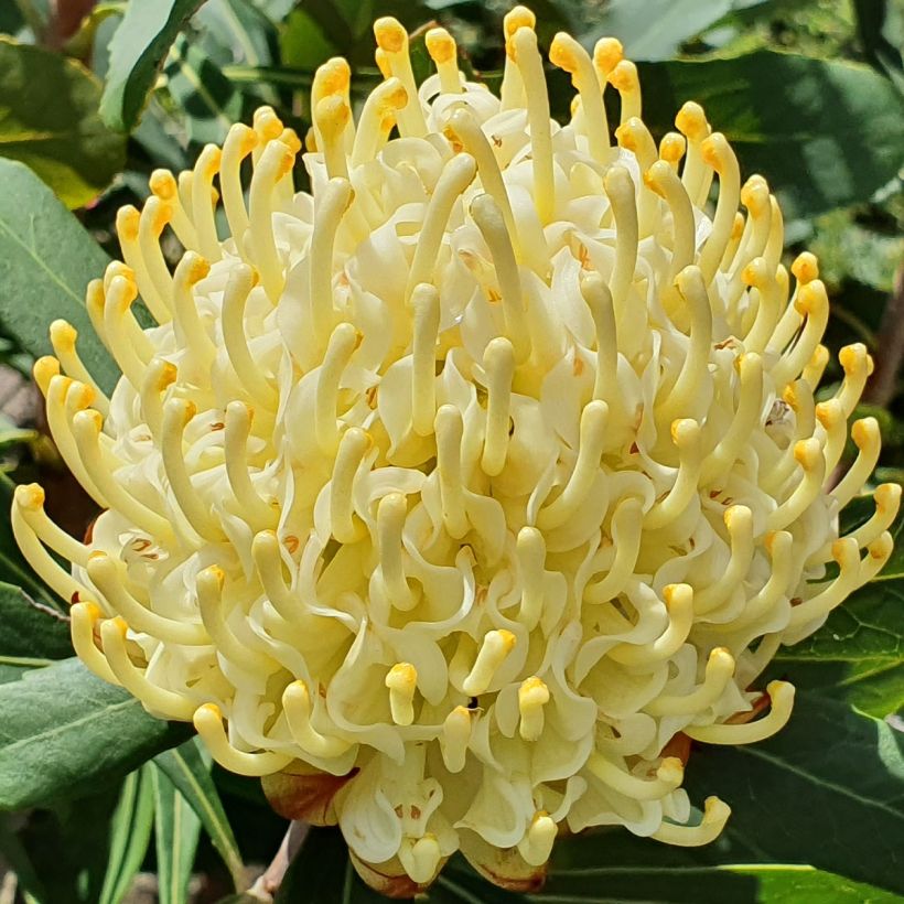 Telopea Shady Lady Yellow (Floraison)