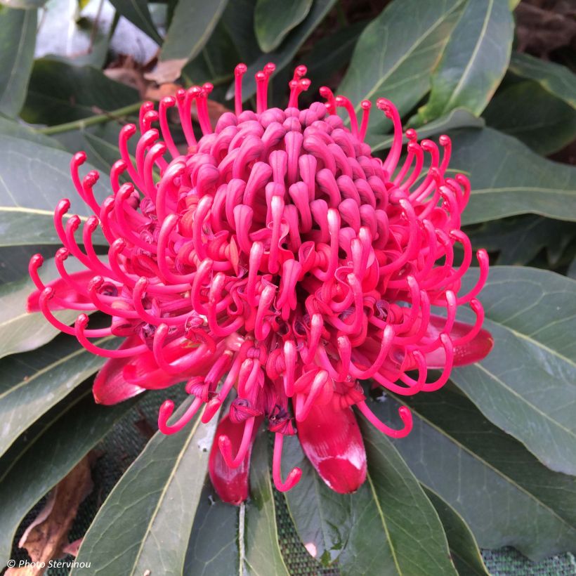 Telopea speciosissima - Waratah (Floraison)