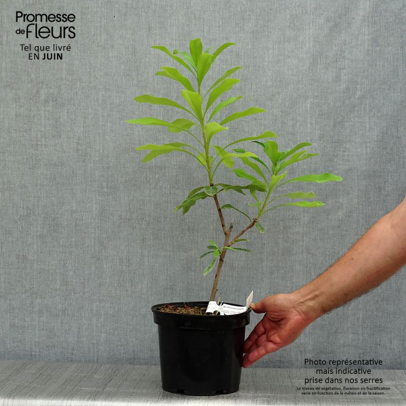 Spécimen de Telopea speciosissima - Waratah Pot de 4L/5L tel que livré en été