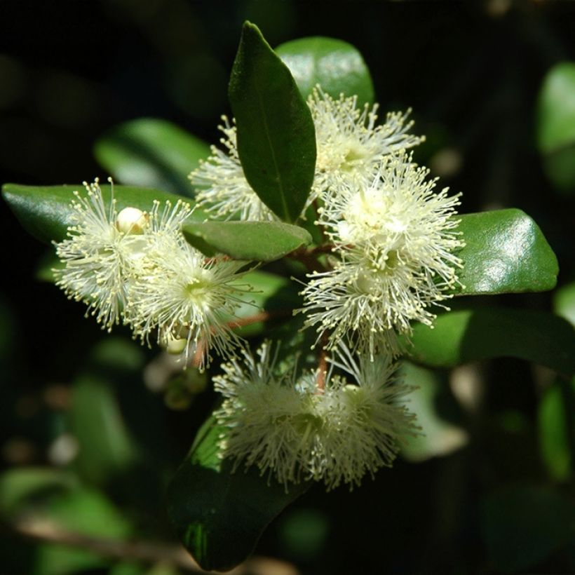 Temu divaricatum Heaven Scent - Blepharrocalix cruckshanksii (Floraison)