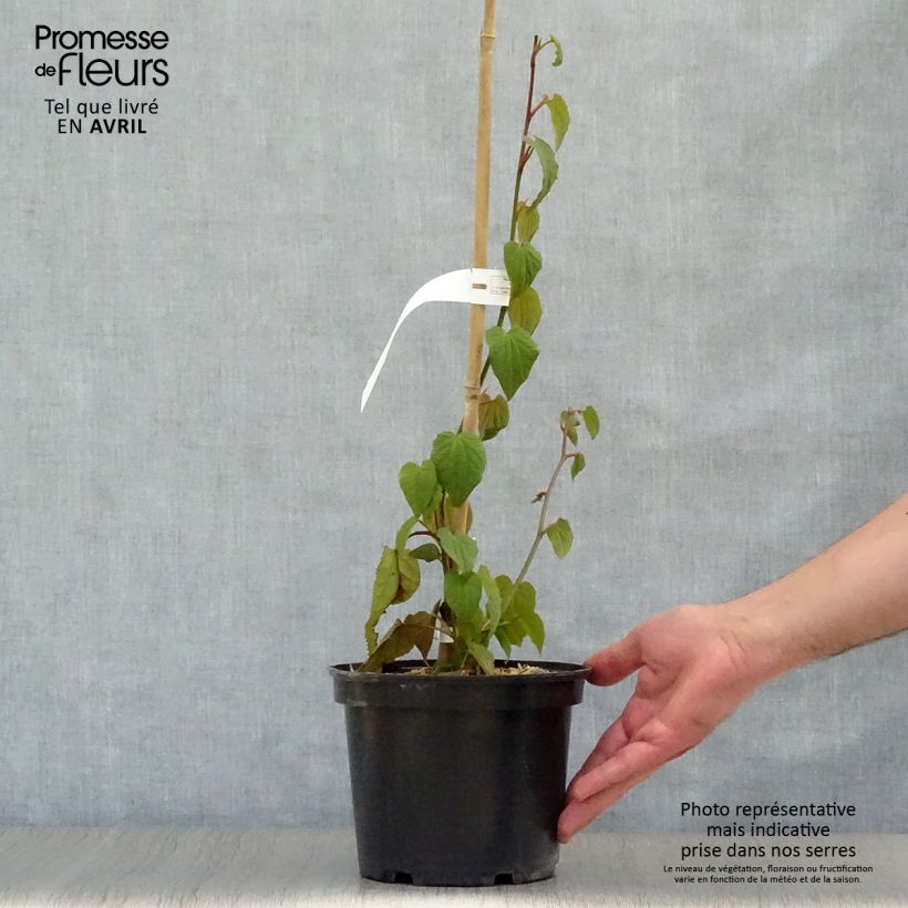 Spécimen de Tetracentron sinense Pot de 2L/3L tel que livré au printemps