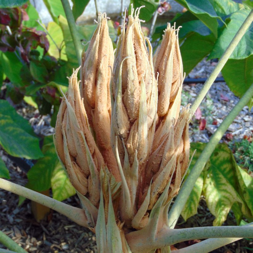 Tetrapanax papyrifera Rex - Plante à papier de riz (Floraison)