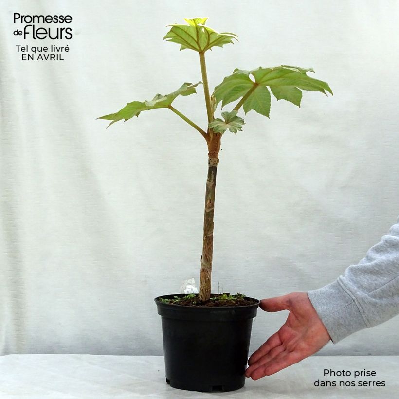 Spécimen de Tetrapanax papyrifera Rex - Plante à papier de riz Pot de 3L/4LHauteur livrée env. 5/10cm tel que livré au printemps