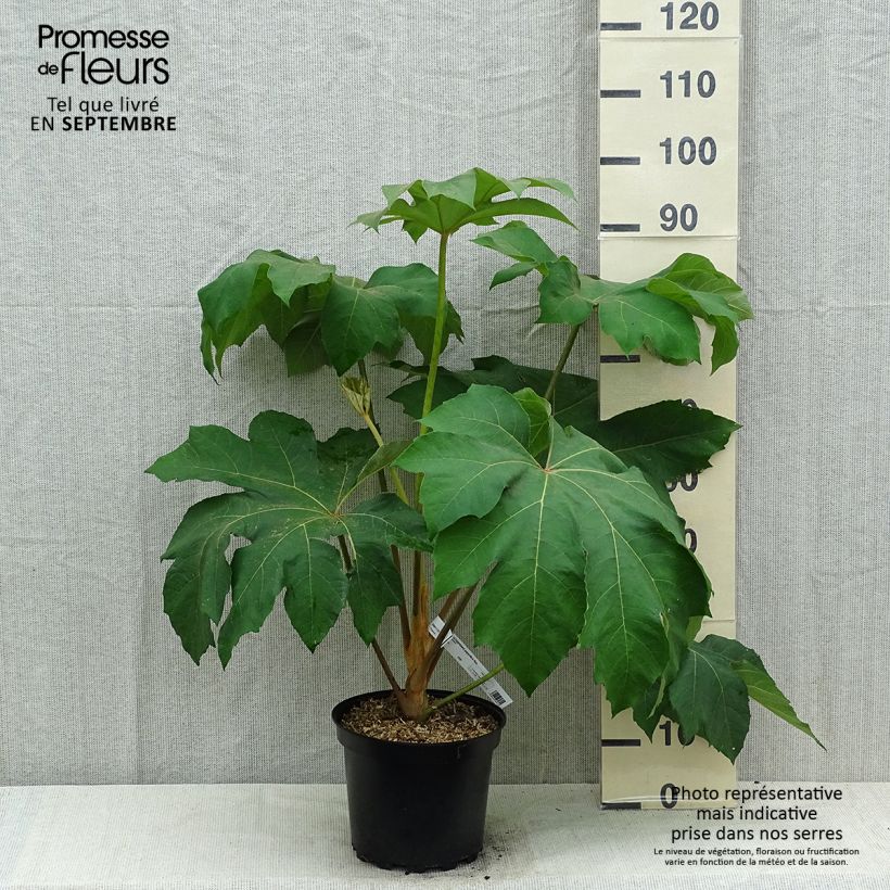 Spécimen de Tetrapanax papyrifera Rex - Plante à papier de riz Pot de 6L/7L tel que livré en été