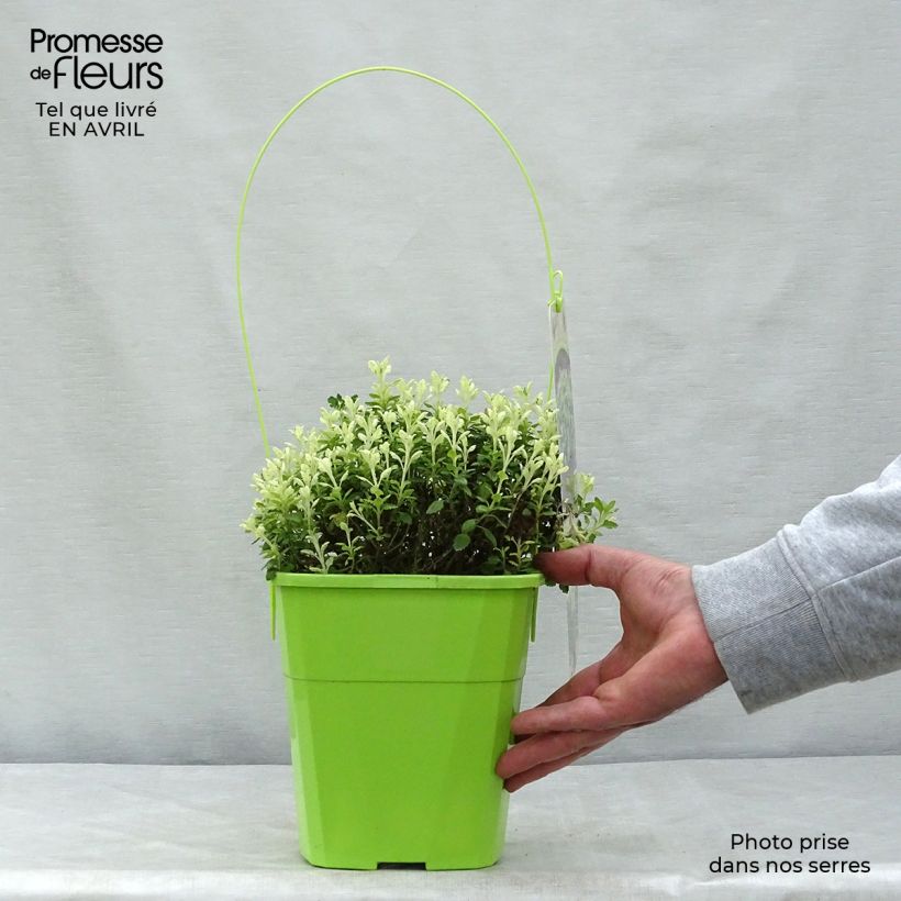 Spécimen de Teucrium lucidrys Lucky Gold - gemandrée à feuillage jaune crème - Pot de 4L/5L tel que livré au printemps