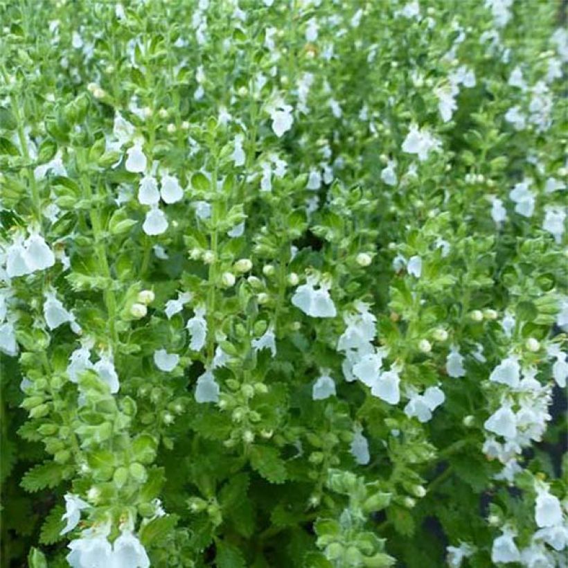 Teucrium chamaedrys Alba - Germandrée Petit-chêne (Floraison)