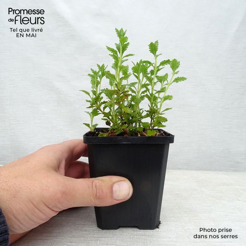 Spécimen de Teucrium chamaedrys Alba - Germandrée Petit-chêne Godet de 9cm tel que livré au printemps