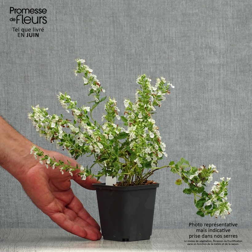 Spécimen de Teucrium chamaedrys Alba - Germandrée Petit-chêne Godet de 8/9 cm tel que livré en été