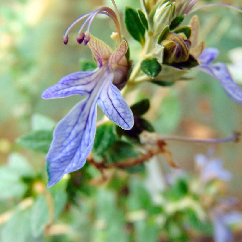 Teucrium fruticans Azureum  (Floraison)