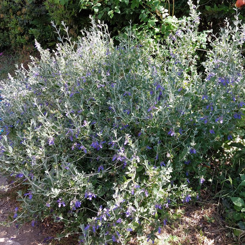 Teucrium fruticans Azureum  (Port)