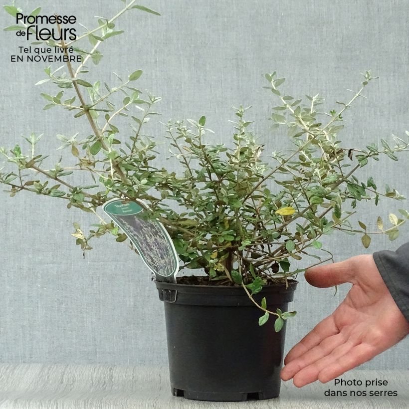Spécimen de Teucrium fruticans Azureum  Pot de 2L/3L tel que livré en automne