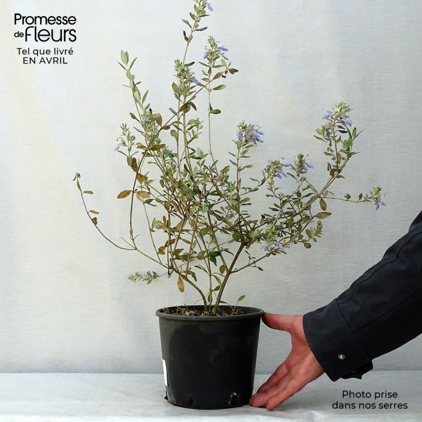 Spécimen de Teucrium fruticans Azureum en pot de 2L tel que livré au printemps