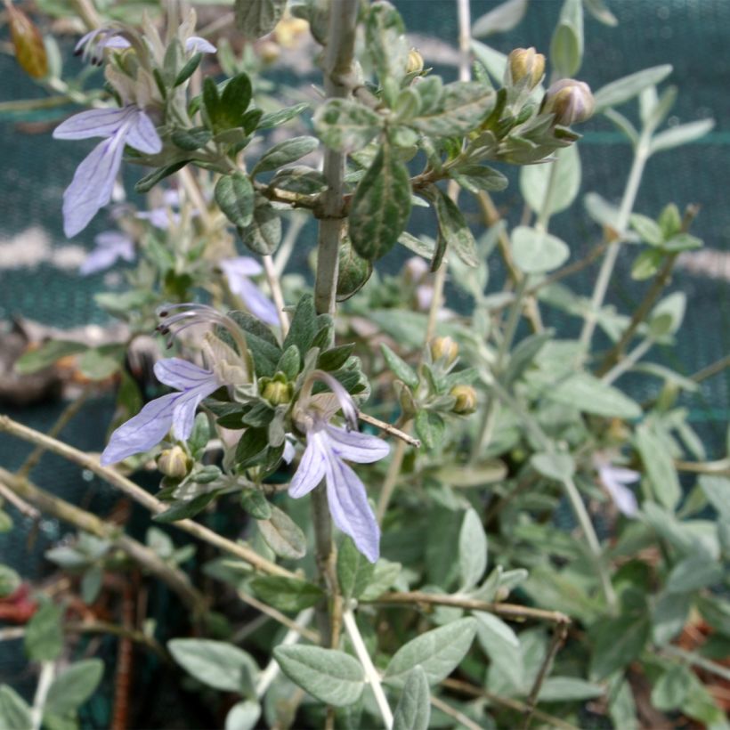 Germandrée arbustive - Teucrium fruticans (Feuillage)