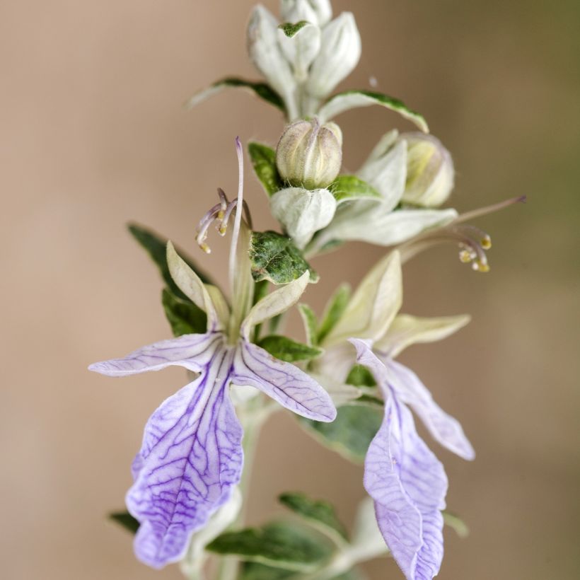 Germandrée arbustive - Teucrium fruticans (Floraison)