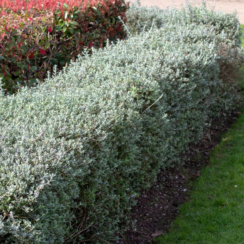 Germandrée arbustive - Teucrium fruticans (Port)