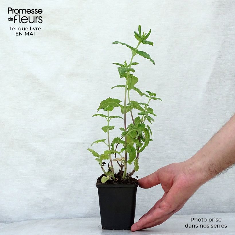Spécimen de Teucrium hircanicum - Germandrée Godet de 9cm tel que livré au printemps