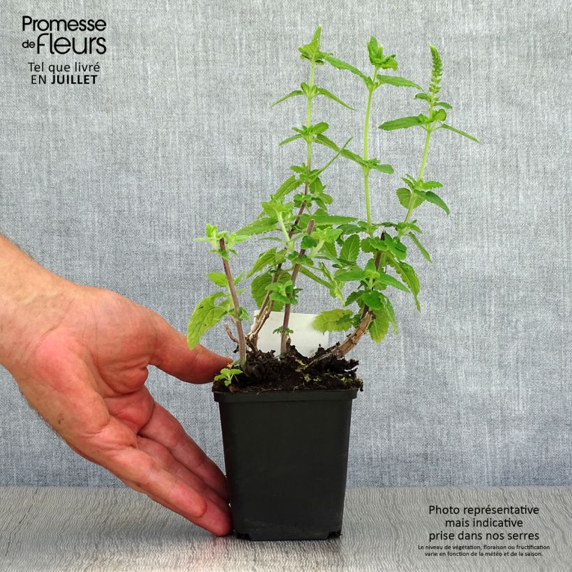 Spécimen de Teucrium hircanicum - Germandrée Godet de 8/9 cm tel que livré en été