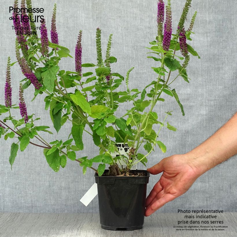 Spécimen de Teucrium hircaninum Paradise Delight - Germandrée d'Iran Pot de 2L/3L tel que livré en été