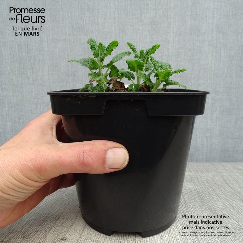 Spécimen de Teucrium hircaninum Paradise Delight - Germandrée d'Iran Pot de 2L/3L tel que livré au printemps