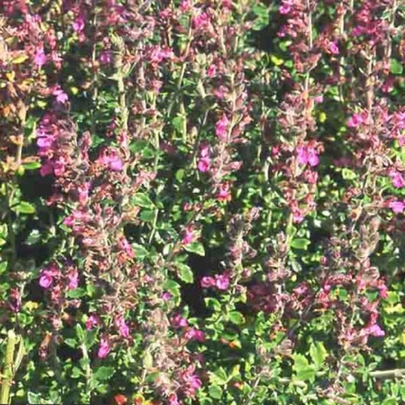 Teucrium lucidrys - Germandrée (Floraison)