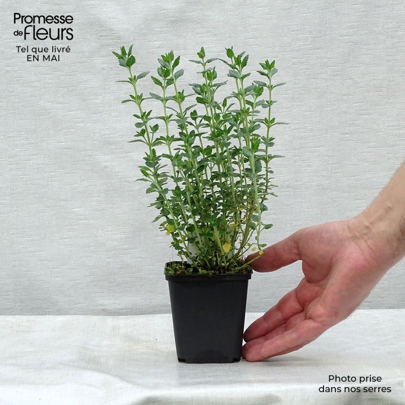 Spécimen de Teucrium lucidrys - Germandrée Godet de 9cm tel que livré au printemps
