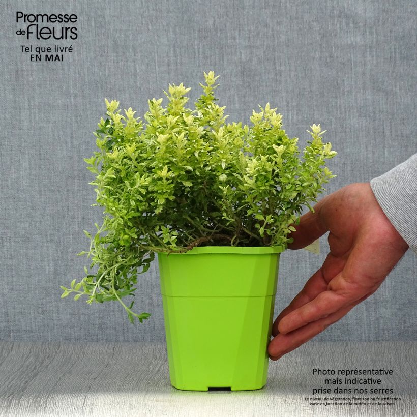 Spécimen de Teucrium lucidrys Lucky Gold - Pot de 1.5L/2L tel que livré au printemps