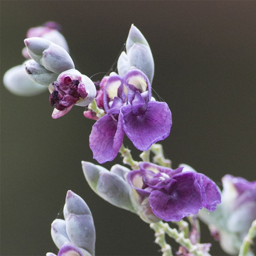 Thalia dealbata - Thalie blanche (Floraison)