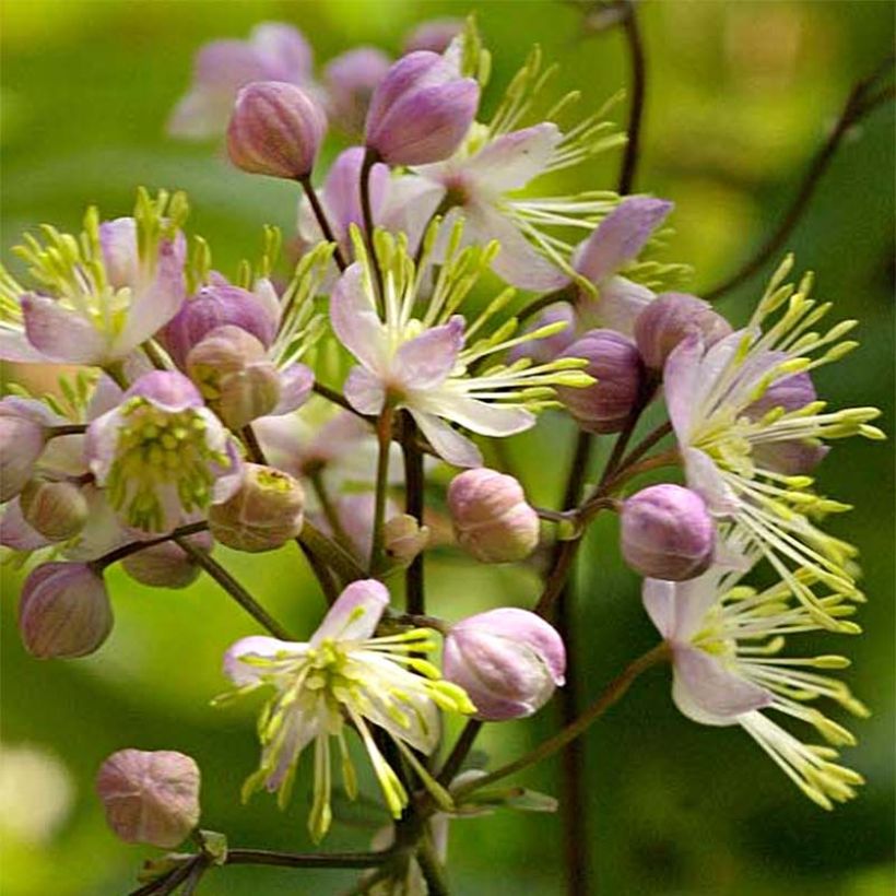 Thalictrum Anne - Pigamon (Floraison)