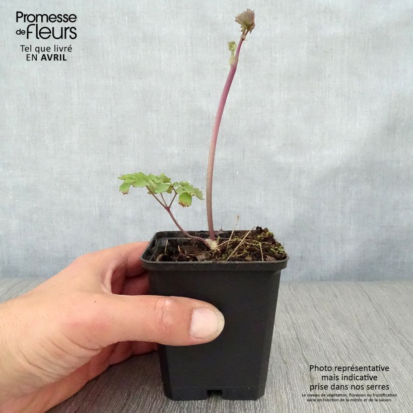 Spécimen de Thalictrum Black Stockings - Pigamon Godet de 9cm tel que livré au printemps