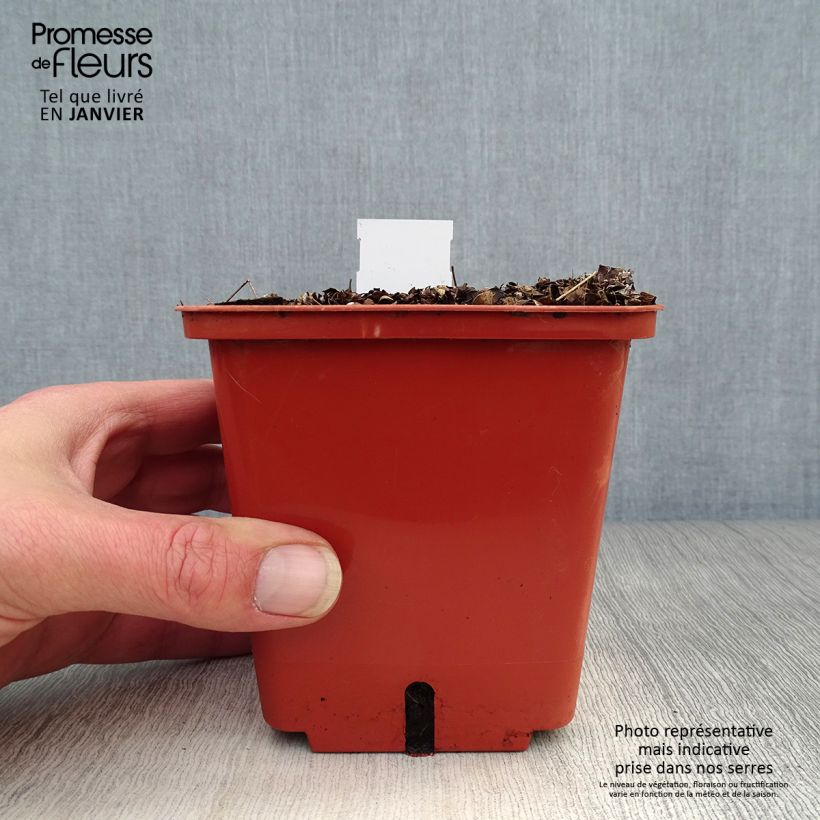 Spécimen de Thalictrum Chantilly Lace - Pigamon Pot de 1L/1,5L tel que livré en hiver