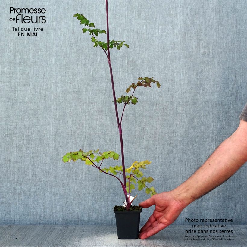Spécimen de Thalictrum Elin - Pigamon Godet de 9cm tel que livré au printemps