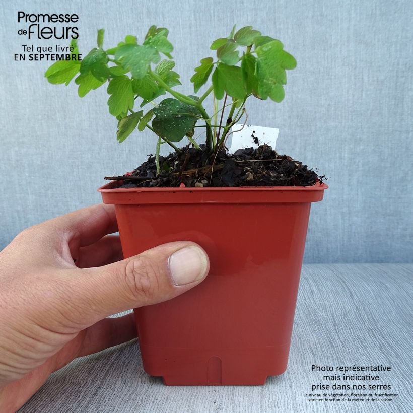 Spécimen de Thalictrum Elin - Pigamon Pot de 1L/1,5L tel que livré en automne