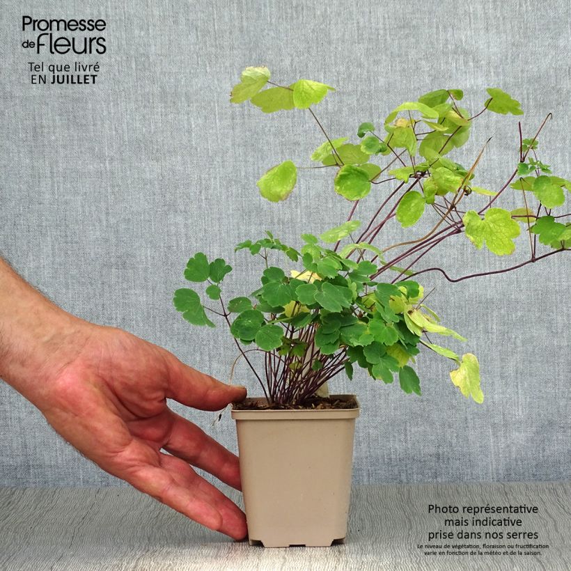 Spécimen de Thalictrum Little Pinkie  Godet de 8/9 cm tel que livré en été