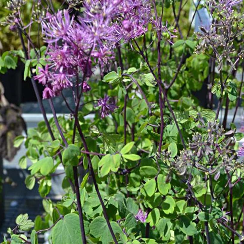 Thalictrum Purplelicious (Floraison)