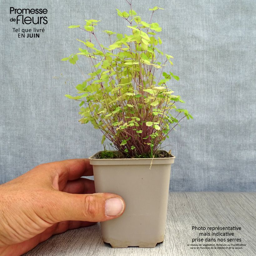Spécimen de Thalictrum Purplelicious Godet de 8/9 cm tel que livré en été