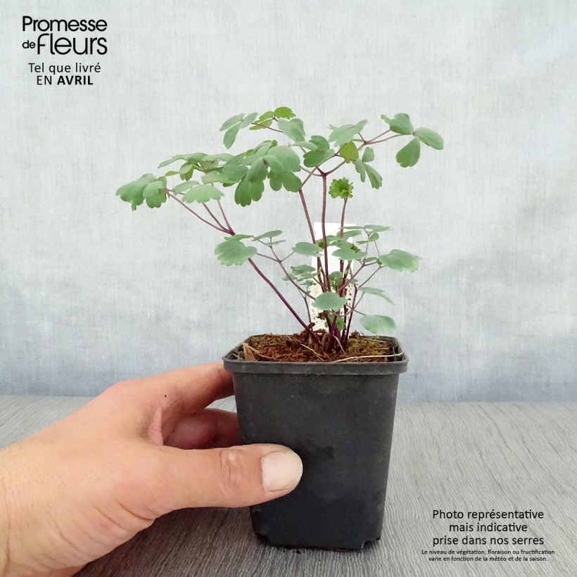 Spécimen de Thalictrum Purplelicious Godet de 8/9 cm tel que livré au printemps