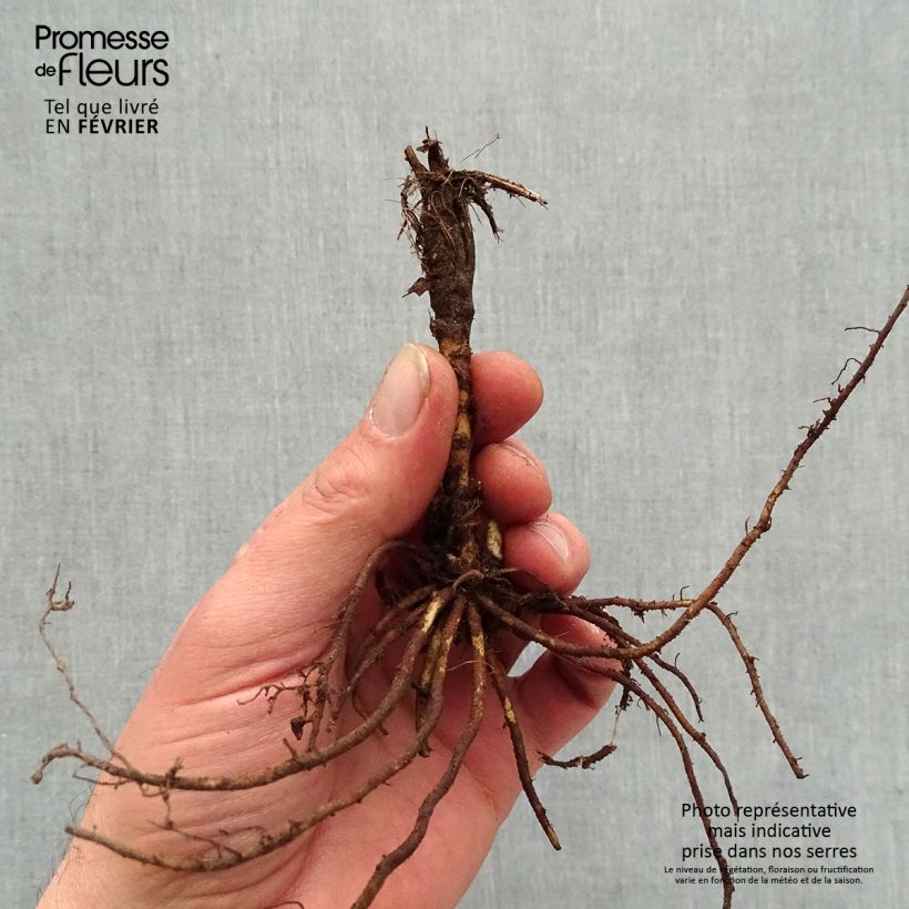 Spécimen de Thalictrum Yulia - Pigamon - racines nues tel que livré en hiver