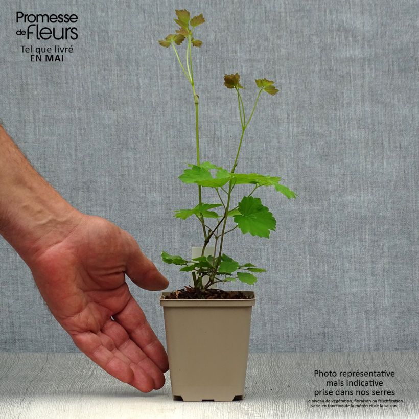 Spécimen de Thalictrum actaeifolium Perfume Star - Pigamon rose Godet de 9cm tel que livré au printemps