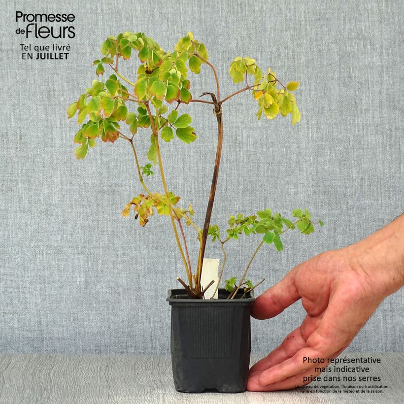 Spécimen de Thalictrum aquilegifolium Album - Pigamon Godet de 8/9 cm tel que livré en été
