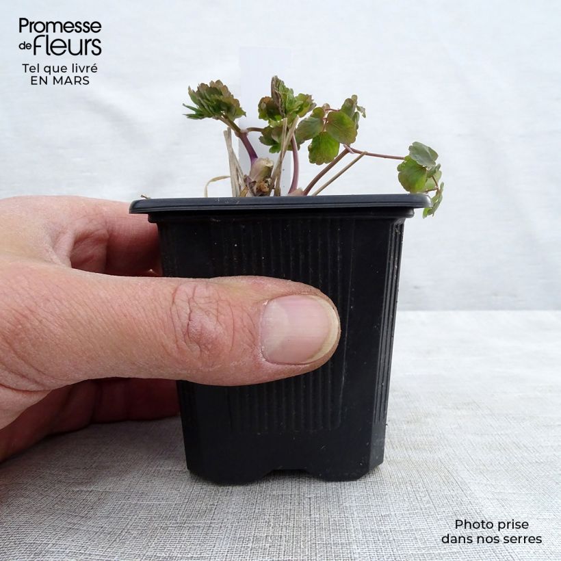 Spécimen de Thalictrum aquilegifolium Album - Pigamon Godet de 9cm tel que livré au printemps