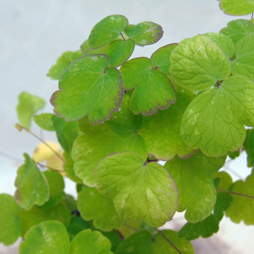 Thalictrum aquilegifolium - Pigamon (Feuillage)