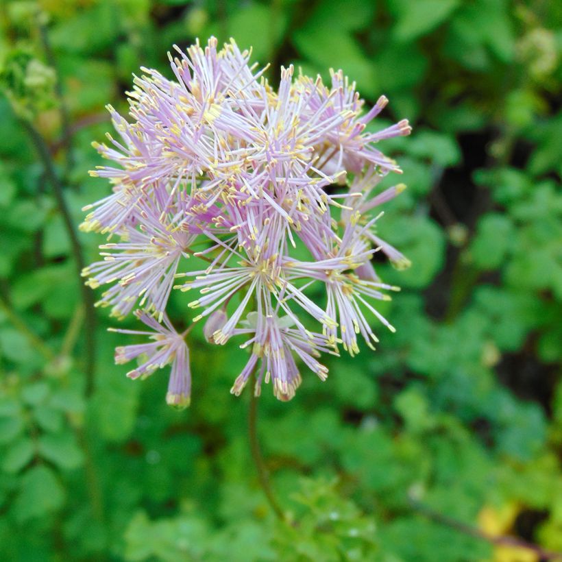 Thalictrum aquilegifolium - Pigamon (Floraison)